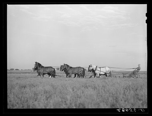 Plowing with ten-horse team. Ryken farm, Hardin County, Iowa