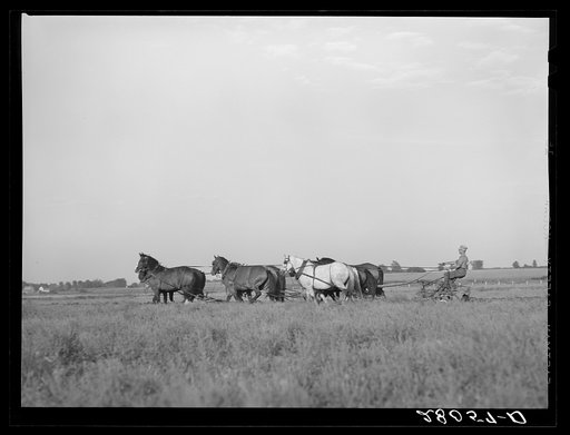 Untitled photo, possibly related to: Plowing with ten-horse team. Ryken farm, Hardin County, Iowa