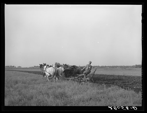 Untitled photo, possibly related to: Plowing with ten-horse team. Ryken farm, Hardin County, Iowa