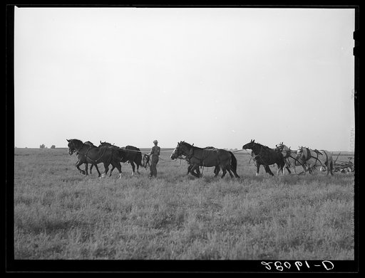 Unhitching ten horse team after plowing. Ryken farm, Hardin County, Iowa