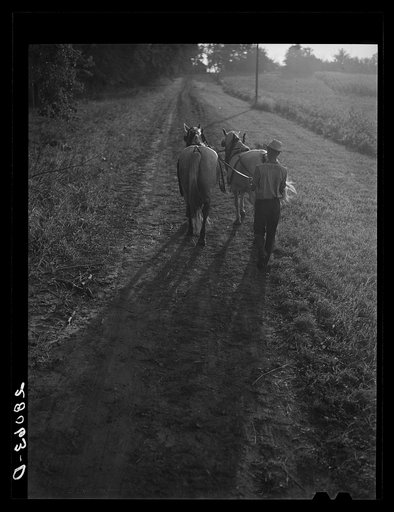 Hired hand brings in the horses after plowing. On Martin Ryken's farm, Hardin County, Iowa