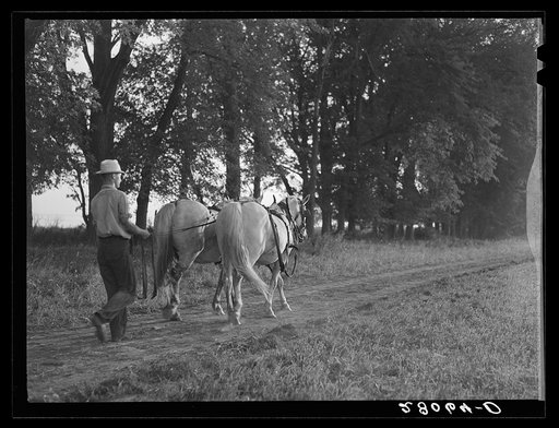 Hired man brings in the horses after plowing. On Martin Ryken's farm, Hardin County, Iowa