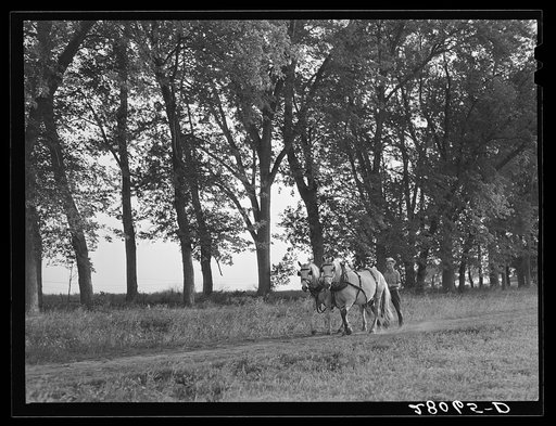 Hired man brings in the horses after plowing. On Martin Ryken's farm, Hardin County, Iowa