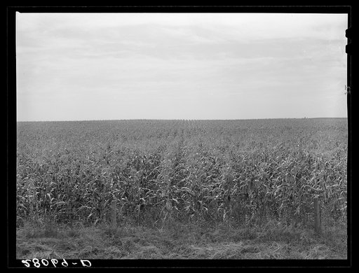 Cornfield. Hardin County, Iowa