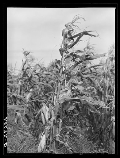 Untitled photo, possibly related to: Cornfield. Hardin County, Iowa
