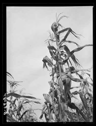 Untitled photo, possibly related to: Cornfield. Hardin County, Iowa