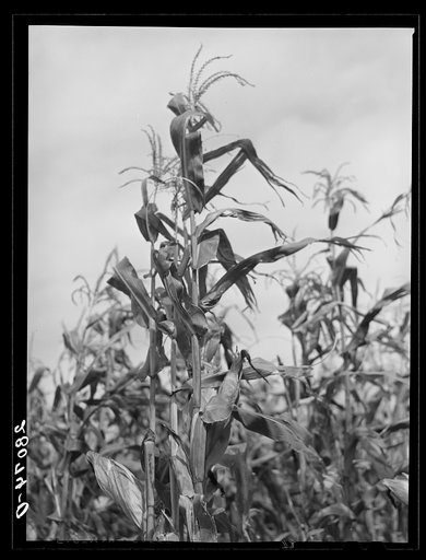 Untitled photo, possibly related to: Cornfield. Hardin County, Iowa