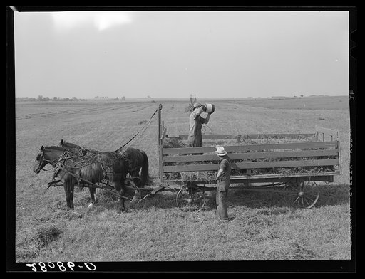 Loading hay with jayhawk. Jasper County, Iowa