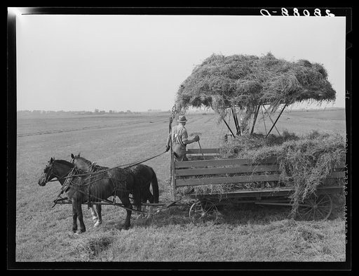 Loading hay into wagon with jayhawk. Kimberley farm, Jasper County, Iowa