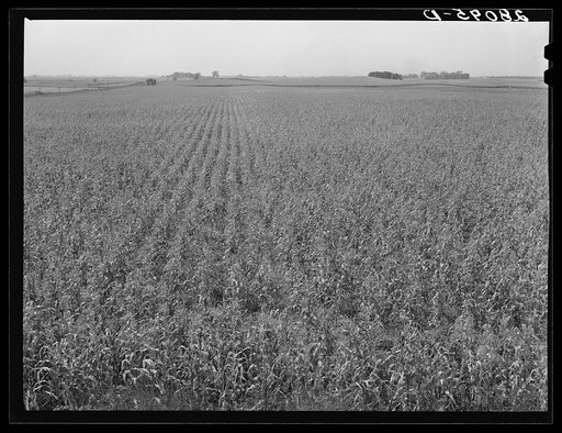 Cornfield. Hardin County, Iowa