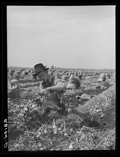 Untitled photo, possibly related to: Onion picker. Rice County, Minnesota