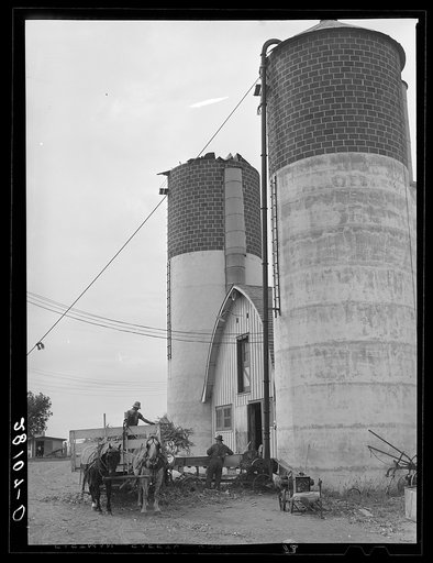 Filling silos with green corn. Dairy farm, Dakota County, Minnesota