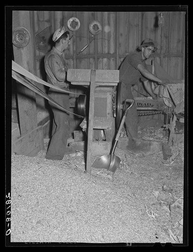 Shelling ear corn. Dairy farm, Dakota County, Minnesota