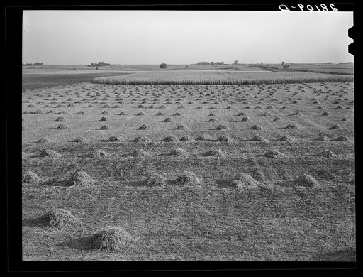 Alfalfa and corn. Hardin County, Iowa