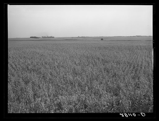 Untitled photo, possibly related to: Cornfield. Hardin County, Iowa