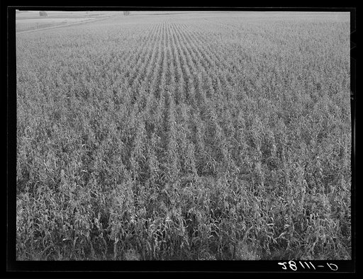 Cornfield. Hardin County, Iowa