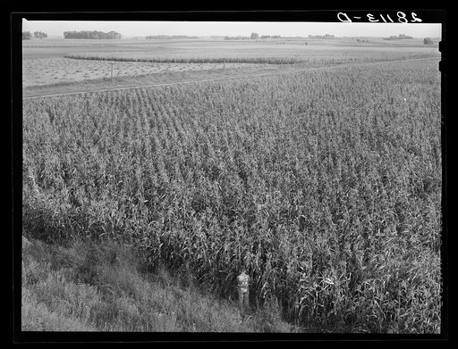 Untitled photo, possibly related to: Cornfield. Hardin County, Iowa