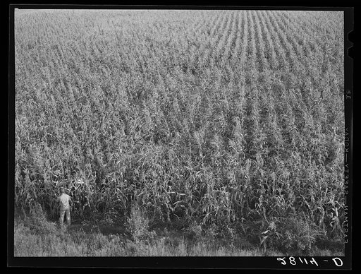 Untitled photo, possibly related to: Cornfield. Hardin County, Iowa