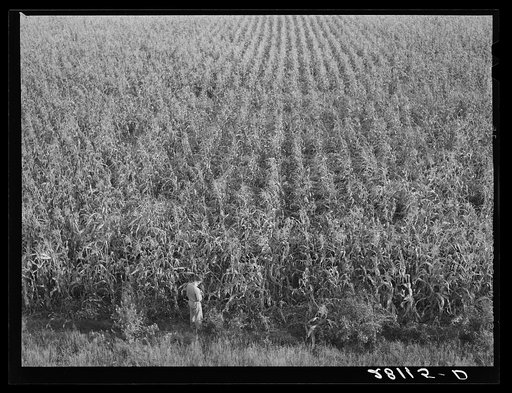Untitled photo, possibly related to: Cornfield. Hardin County, Iowa