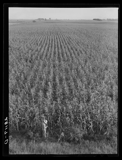 Cornfield. Hardin County, Iowa