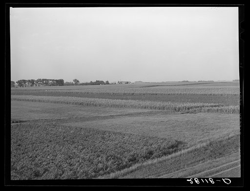 Untitled photo, possibly related to: Crop rotation: one field is fallow, another has corn, a third has alfalfa. Hardin County, Iowa