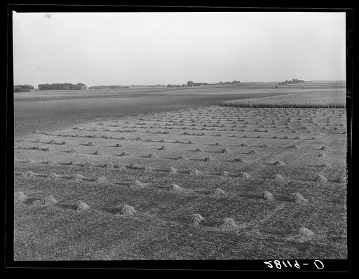 Crop rotation: one field is fallow, another has corn, a third has alfalfa. Hardin COunty, Iowa