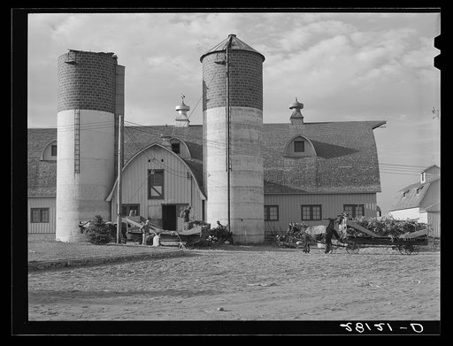 Untitled photo, possibly related to: Filling silos with green corn. Dairy farm, Dakota County, Minnesota