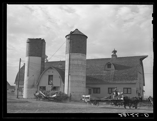 Filling silos with green corn. Dairy farm, Dakota County, Minnesota