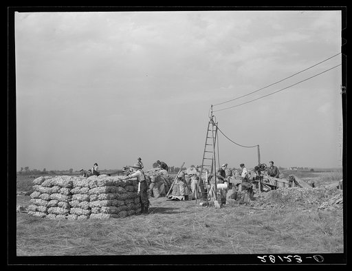 Grading and packing onions. Rice County, Minnesota