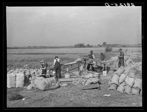 Untitled photo, possibly related to: Grading and packing onions. Rice County, Minnesota