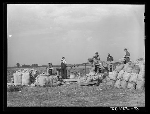 Grading and packing onions. Rice County, Minnesota