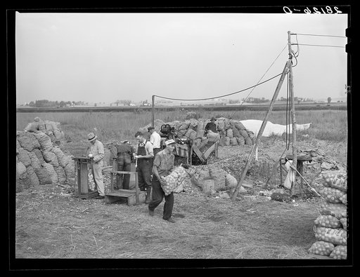 Grading and packing onions. Rice County, Minnesota