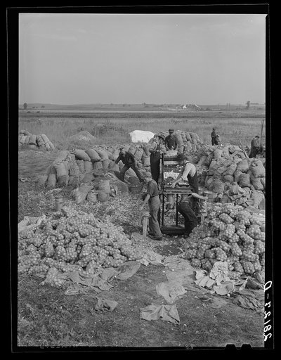Untitled photo, possibly related to: Grading and packing onions. Rice County, Minnesota