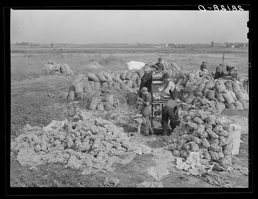 Grading and packing onions. Rice County, Minnesota