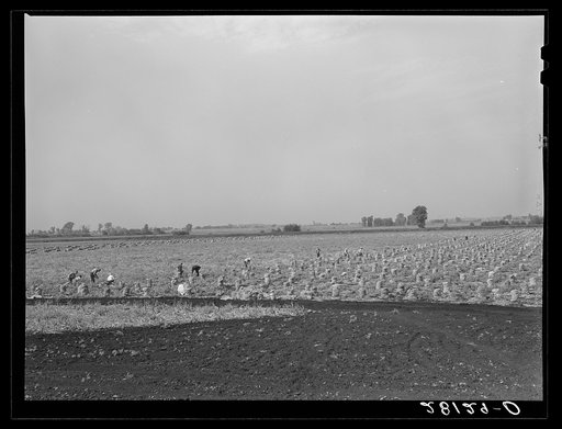 Untitled photo, possibly related to: Picking onions in a seven-hundred acre field. Rice County, Minnesota