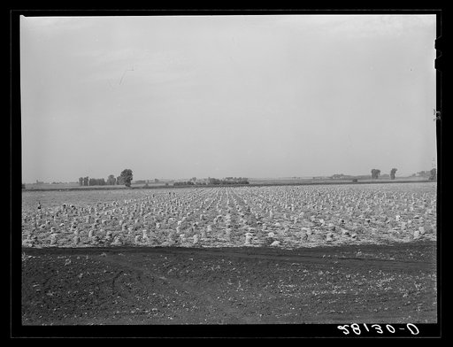 Picking onions in a seven-hundred acre field. Rice County, Minnesota