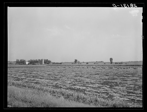 Onion field. Rice County, Minnesota