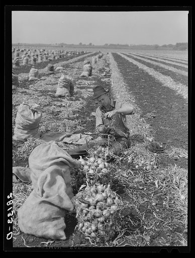 Onion picker. Rice County, Minnesota