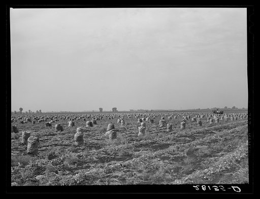 Part of a seven-hundred acre onion field. Rice County, Minnesota