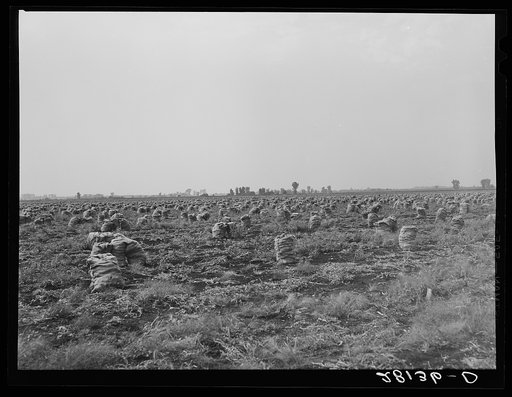 Untitled photo, possibly related to: Part of a seven-hundred acre onion field. Rice County, Minnesota
