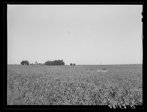 Untitled photo, possibly related to: Harvesting sweet corn. Ryken farm, Hardin County, Iowa