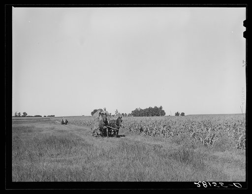 Harvesting sweet corn. Ryken farm, Hardin County, Iowa