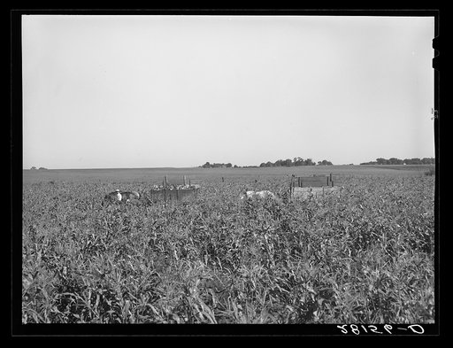 Harvesting sweet corn. Ryken farm, Hardin County, Iowa