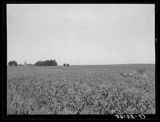 Untitled photo, possibly related to: Harvesting sweet corn. Ryken farm, Hardin County, Iowa