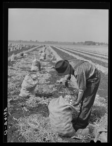 Onion picker. Rice County, Minnesota