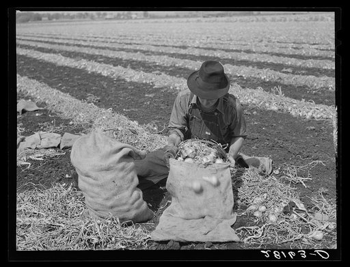 Untitled photo, possibly related to: Onion picker. Rice County, Minnesota