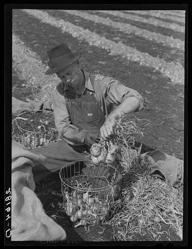 Onion picker. Rice County, Minnesota