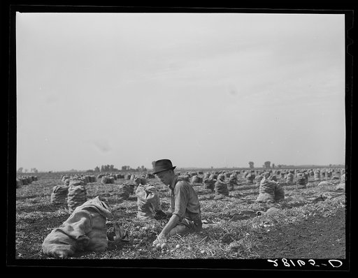 Untitled photo, possibly related to: Onion picker. Rice County, Minnesota