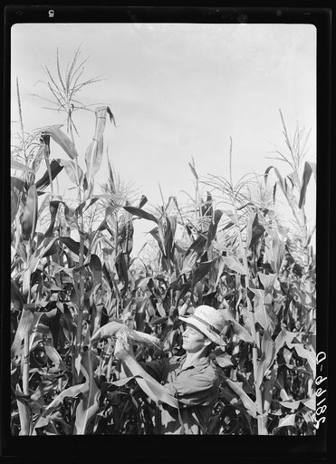 Ernest Maxwell with hybrid corn. Jasper County, Iowa