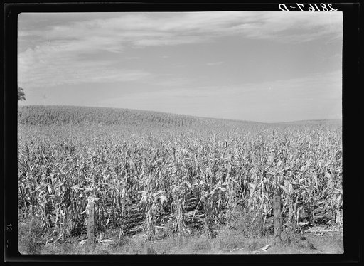 Cornfield. Grundy County, Iowa